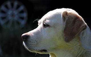 準確率95% 泰國靈犬能嗅出無症狀染疫者