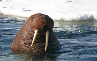 北極海象罕見現蹤愛爾蘭 疑冰山上睡著漂過來