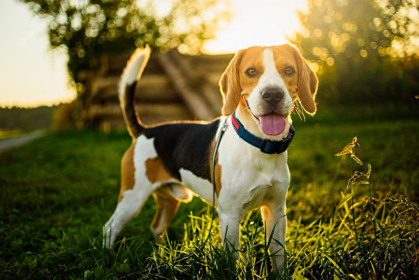 Dog,Portrait,Back,Lit,Background.,Beagle,With,Tongue,Out,In
