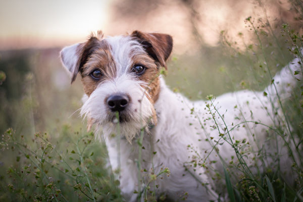 Parson,Russell,Terrier,Sitting,In,Grass,Sunset,Portrait,Shutterstock,dog