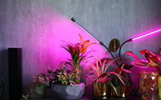 為室內植物補充光照 植物生長燈介紹