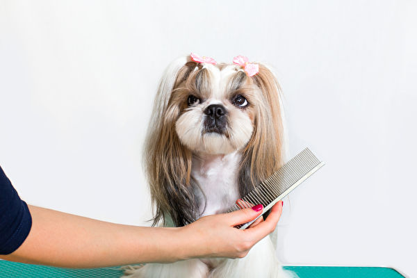 Little,Beauty,Shih-tzu,Dog,At,The,Groomer's,Hand,-,Isolated,Shutterstock,dog