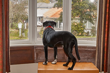 pet toy,Shutterstock,dog,狗玩具,窗户