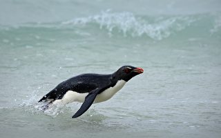 为躲避虎鲸追杀 南极小企鹅跳到游客船上
