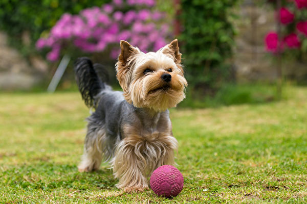 Cute,Small,Yorkshire,Terrier,Is,Plaing,With,Ball,On,A,Shutterstock