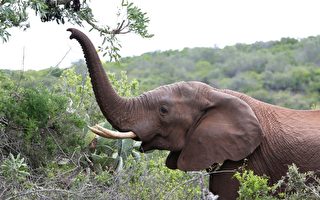 瀕死大象獲救 12年後認出恩人 伸長鼻打招呼