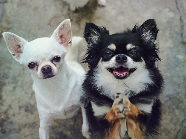 Chihuahuas,Of,Two,Adorable,White,Short,Hair,And,Black,Tan,Shutterstock,