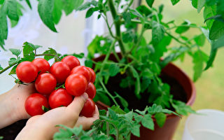 利用後院菜園 成功種植小西紅柿