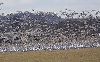 華盛頓州數萬候鳥落地農田 農民有喜又有憂