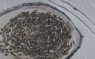 俄罗斯驯鹿集体绕圆圈 空拍画面令人惊叹