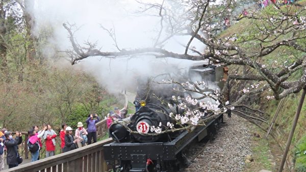 台灣阿里山櫻花季 清明連假遊客湧入