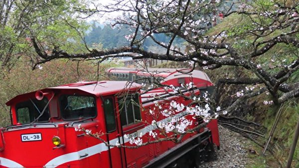 台湾阿里山樱花季 清明连假游客涌入