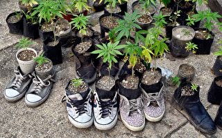 反大麻家長組織呼籲紐約修改法律
