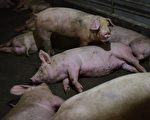 大陸生豬過剩 豬農：一隻豬比去年少賣千元