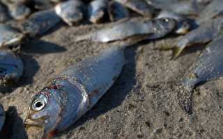 新澤西近海河道大批魚類突發死亡