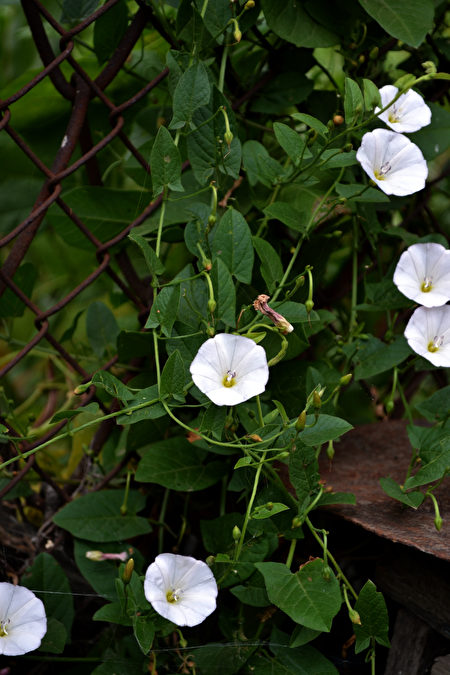 Beautiful,Floral,Summer,Abstract,Background,Of,Nature.,Flower,Bindweed,Plant.,Shutterstock,田旋花