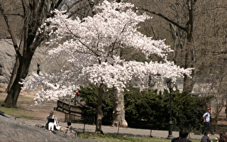 春风拂过纽约 中央公园生机勃勃