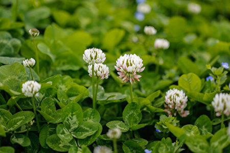 White,/,Dutch,Clover,(trifolium,Repens).,Flower,Of,The,Clover.Shutterstock,白三叶草
