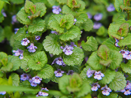 Glechoma,Hederacea,Syn.,Nepeta,Glechoma,,Nepeta,Hederacea,-,Ground-ivy,,Gill-over-the-ground,Shutterstock,金钱薄荷