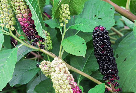 Fruits,Of,Phytolacca,Americana,,Also,Known,As,The,American,Pokeweed,野草,商陆