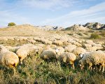 英國羊群排成神祕的「麥田圈」 令人費解