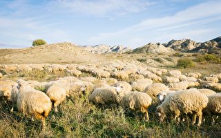 英国羊群排成神秘的“麦田圈” 令人费解