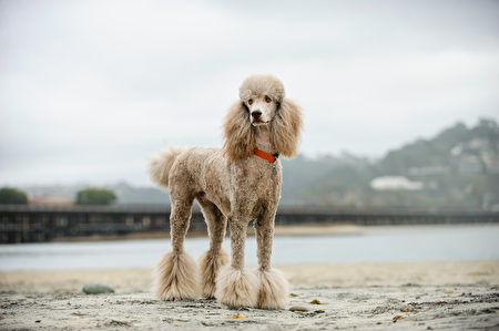 Apricot,Standard,Poodle,Dog,Portrait,At,Beach,With,Railroad,Tracks,Shutterstock,貴賓,水犬
