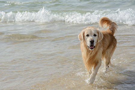 Golden,Retriever,Dog,Play,On,The,Sea,Beach,Shutterstock,水犬,黄金猎犬