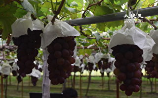 澳洲廢除一帶一路 出口中國葡萄遭延遲通關