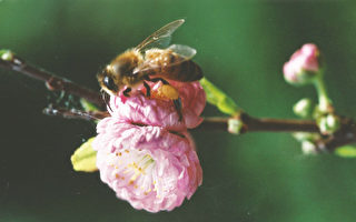 保护本地蜜蜂 堪京新区选树考虑开花季节