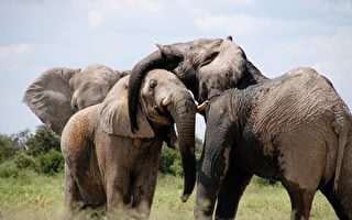 报应？ 南非盗猎嫌犯 被大象活活踩死
