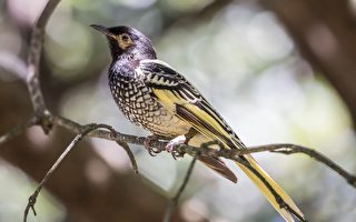 澳洲罕见鸟类忘记如何唱情歌 已濒临绝种