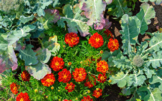 8种适合种在菜园的花 好看好吃还能驱虫