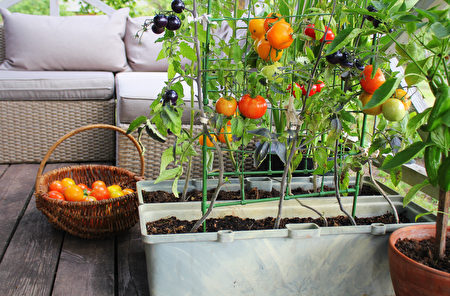 Container,Vegetables,Gardening.,Vegetable,Garden,On,A,Terrace.,Red,,Orange,Shutterstock,戶外沙發,種水果