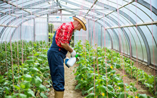 西澳默多克大学建全球首个自供电温室大棚  蔬菜栽培技术获新突破