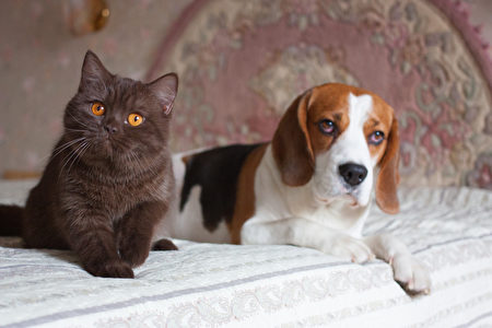 Dog,And,Cat,,Beagle,And,British,Short,Hair,Chocolate,,Indoor,米格魯,扁臉貓,貓狗,Shutterstock