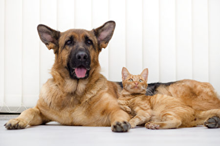 Cat,And,Dog,Together,Lying,On,The,Floor,Shutterstock,德國牧羊犬,貓狗