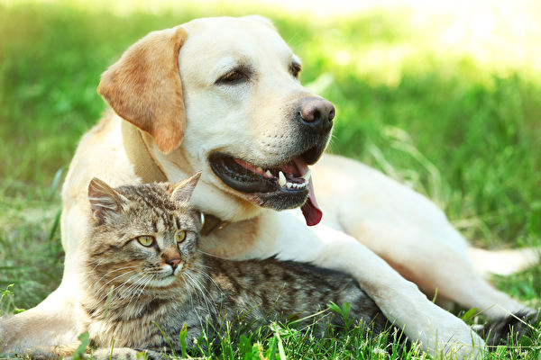Friendly,Dog,And,Cat,Resting,Over,Green,Grass,Background,Shutterstock,拉不拉多犬,猫狗