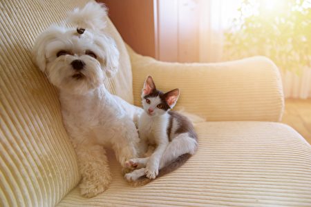 Small,Dog,Maltese,And,A,Little,Kitten,Sitting,On,A,Shutterstock,馬爾濟斯,貓狗