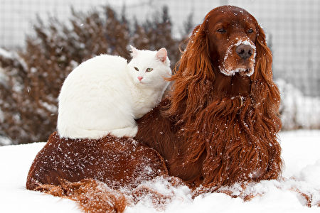 Red,Irish,Setter,Dog,And,White,Cat,In,Snow,Shutterstock,愛爾蘭塞特犬,貓狗