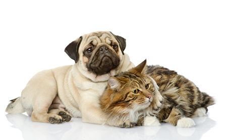 The,Dog,And,Cat,Lie,Together.,Isolated,On,White,Background,Shutterstock,哈巴狗,貓狗