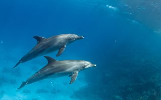 美国女子拍到 两只海豚“手牵手”游泳