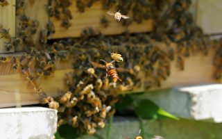 遭大虎头蜂入侵 日本蜜蜂集体“热死”它