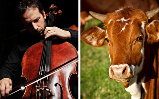 真实版对牛弹琴 丹麦牧场主牛棚开办音乐会