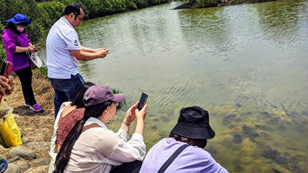 台湾水母湖大爆发逾8万只 “活化石”鲎现踪