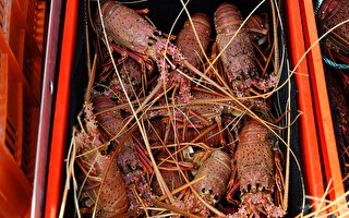 中共禁令失效 澳洲龙虾出口激增 热销中国