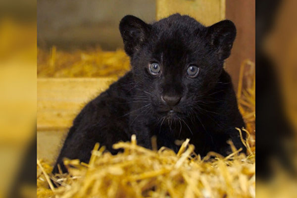全身純黑 英國保護區喜迎稀有美洲豹幼崽