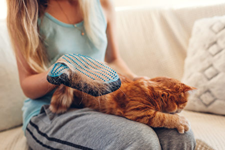 Brushing,Cat,With,Glove,To,Remove,Pets,Hair.,Woman,Taking