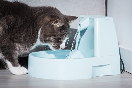 Funny,Cat,Drinks,Water,From,Water,Dispenser,Or,Water,Fountain,寵物飲水器