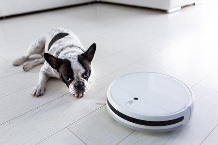 Robotic,Vacuum,Cleaner,Hoovering,Home,With,Dog,Lying,On,The,扫地机